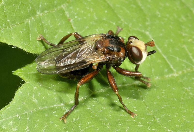 Conopidae: Sicus ferrugineus?  S !